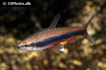 nannostomus beckfordi nannostomus beckfordi