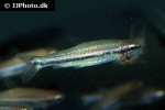 nannostomus beckfordi nannostomus beckfordi