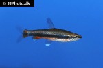 nannostomus beckfordi nannostomus beckfordi