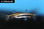 nannostomus beckfordi nannostomus beckfordi