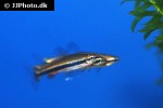 nannostomus beckfordi nannostomus beckfordi