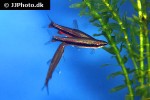 nannostomus beckfordi nannostomus beckfordi
