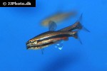 nannostomus beckfordi nannostomus beckfordi