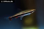 nannostomus beckfordi nannostomus beckfordi