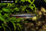 nannostomus beckfordi nannostomus beckfordi