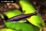 nannostomus beckfordi nannostomus beckfordi