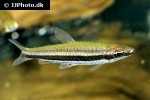 nannostomus bifasciatus nannostomus bifasciatus