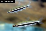 nannostomus bifasciatus nannostomus bifasciatus