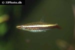 nannostomus eques nannostomus eques