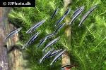 nannostomus eques nannostomus eques