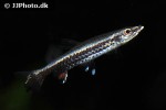nannostomus eques nannostomus eques
