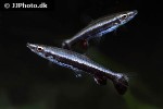 nannostomus eques nannostomus eques