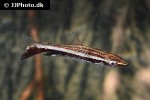 nannostomus eques nannostomus eques