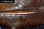 nannostomus eques nannostomus eques