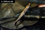 nannostomus eques nannostomus eques