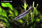 nannostomus eques nannostomus eques