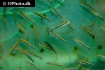 nannostomus eques nannostomus eques
