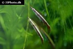 nannostomus eques nannostomus eques
