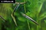 nannostomus eques nannostomus eques