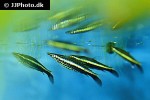 nannostomus eques nannostomus eques