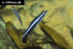 nannostomus eques nannostomus eques