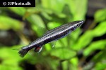 nannostomus eques nannostomus eques