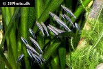 nannostomus eques nannostomus eques
