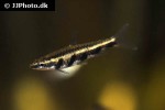 nannostomus espei nannostomus espei