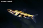 nannostomus espei nannostomus espei