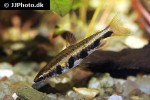 nannostomus espei nannostomus espei