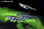 nannostomus espei nannostomus espei