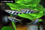 nannostomus espei nannostomus espei