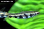 nannostomus espei nannostomus espei