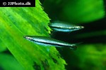 nannostomus harrisoni nannostomus harrisoni