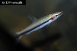 nannostomus harrisoni nannostomus harrisoni
