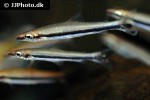 nannostomus harrisoni nannostomus harrisoni