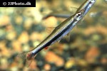 nannostomus harrisoni nannostomus harrisoni