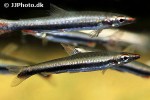 nannostomus harrisoni nannostomus harrisoni