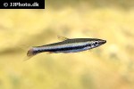 nannostomus harrisoni nannostomus harrisoni