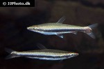 nannostomus harrisoni nannostomus harrisoni