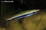 nannostomus harrisoni nannostomus harrisoni