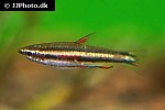 nannostomus marginatus nannostomus marginatus
