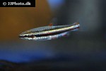 nannostomus marginatus nannostomus marginatus