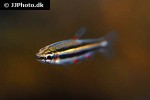 nannostomus marginatus nannostomus marginatus