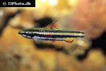 nannostomus marginatus nannostomus marginatus