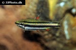 nannostomus marginatus nannostomus marginatus