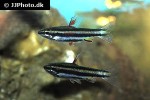 nannostomus marginatus nannostomus marginatus