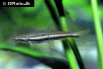 nannostomus marilynae nannostomus marilynae