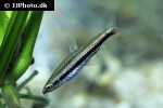 nannostomus marilynae nannostomus marilynae