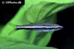 nannostomus marilynae nannostomus marilynae